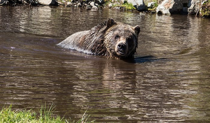 Житель Усть-Кутского района, целясь в медведя, нечаянно застрелил из ружья двух мужчин в лодке