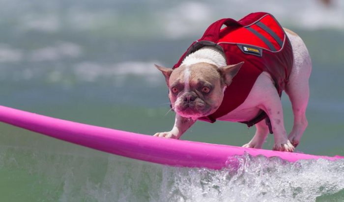В Сан-Диего прошел чемпионат по сёрфингу среди собак