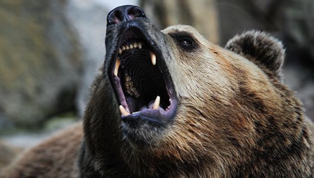 В тайге Жигаловского района медведь загрыз 36-летнего геолога из Пензы