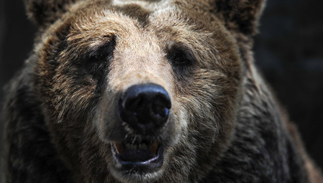 В США медведь «угнал» внедорожник