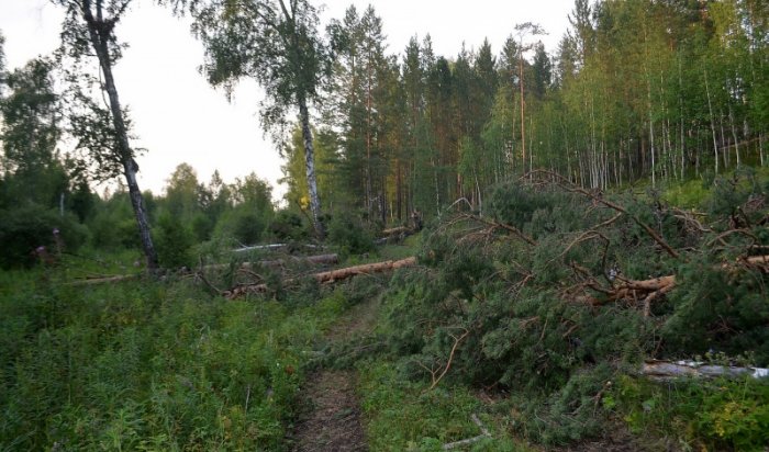 В Эхирит-Булагатском районе задержан мужчина за нелегальную вырубку леса на 130 тысяч рублей