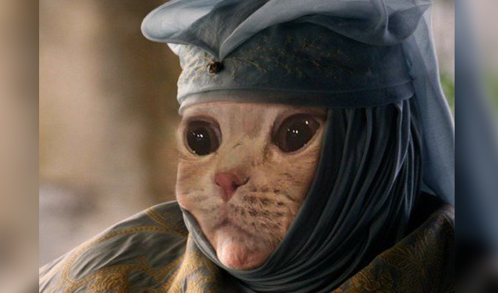 Массово пародирующие «Игру престолов» коты превратились в мем