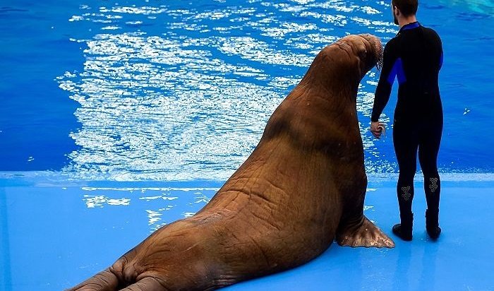 Тренера Приморского океанариума уволят за избиение моржа