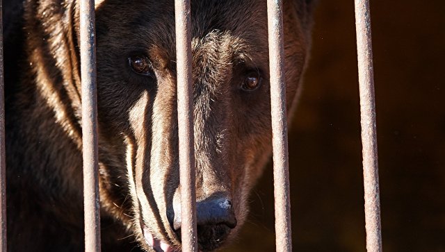 Под Воронежем сбежавший из частного зоопарка медведь убил пенсионера