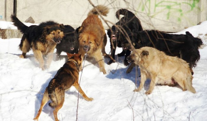 В Приангарье выясняют обстоятельства нападений стаи бездомных собак на домашний скот