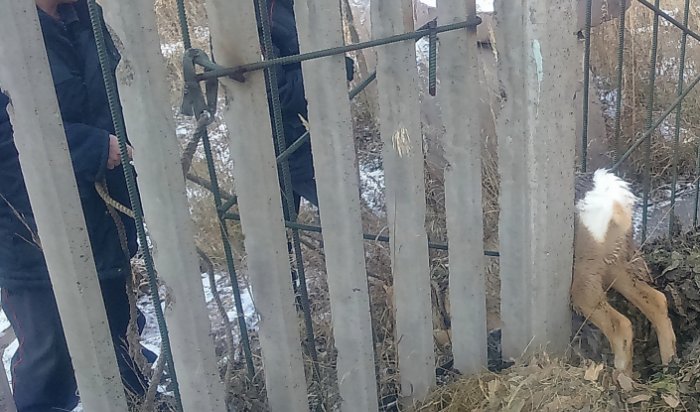 В Братске полицейские и сотрудники МЧС спасли косулю, застрявшую в заборе общежития