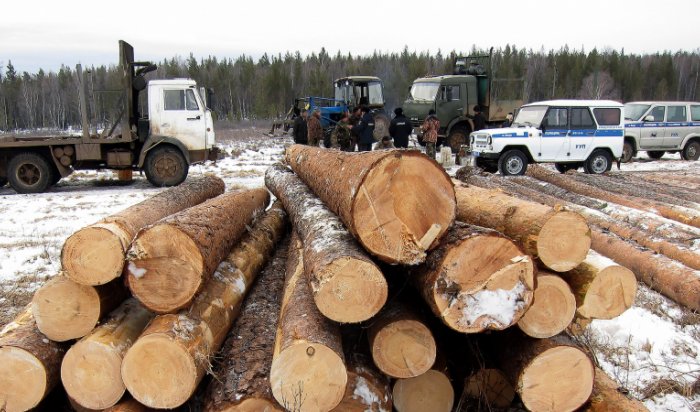 В Иркутской области пятеро мужчин вырубили лес на 150 тысяч рублей