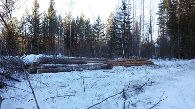 В Нижнеилимском районе мужчина погиб из-за упавшего дерева во время лесозаготовительных работ