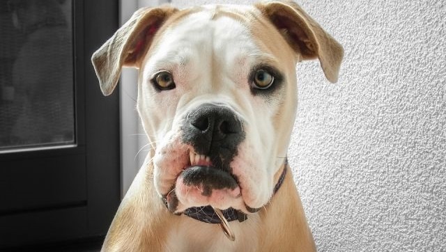 Власти Швейцарии запретили мешать собакам лаять‍