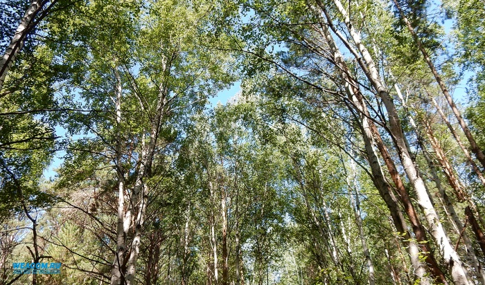 Минлеса Приангарья налаживает совместную работу с добровольцами и волонтерами