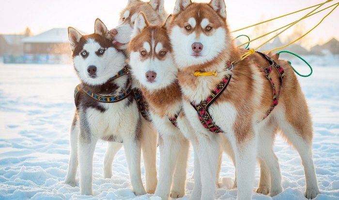 В Смоленщине пройдет любительская гонка на собачьих упряжках 17 февраля