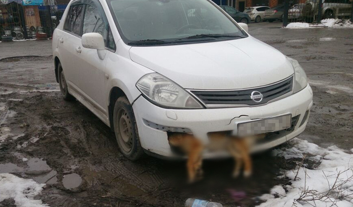 Житель Таганрога сбил собаку и несколько дней катался с ее трупом в бампере