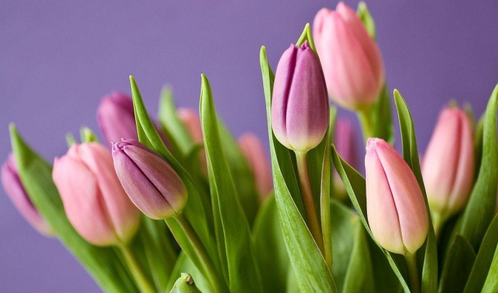 Жительницу Усолья обманули мошенники при покупке 1000 тюльпанов