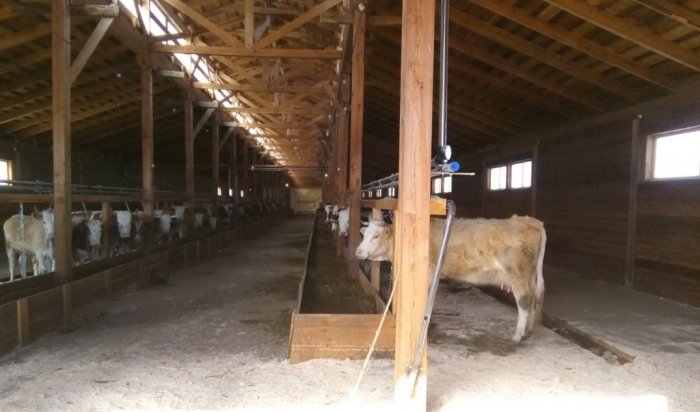 В Качугском районе открылась первая семейная молочная животноводческая ферма