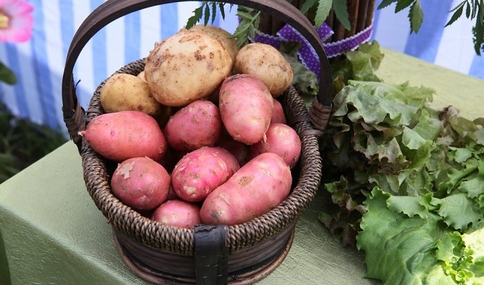 В Иркутской области создали центр по селекции и семеноводству картофеля