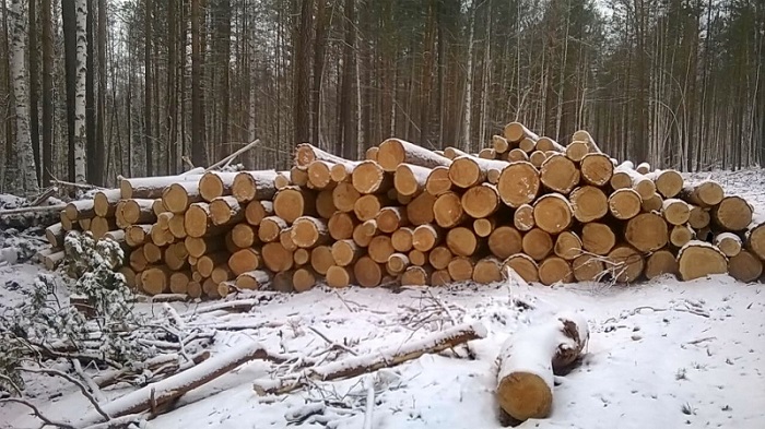 В Братском районе группа черных лесорубов причинила ущерб на 4 млн рублей