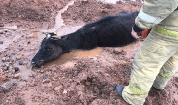 В Усть-Куте сотрудники МЧС спасли корову, чуть не утонувшую в яме (Видео)