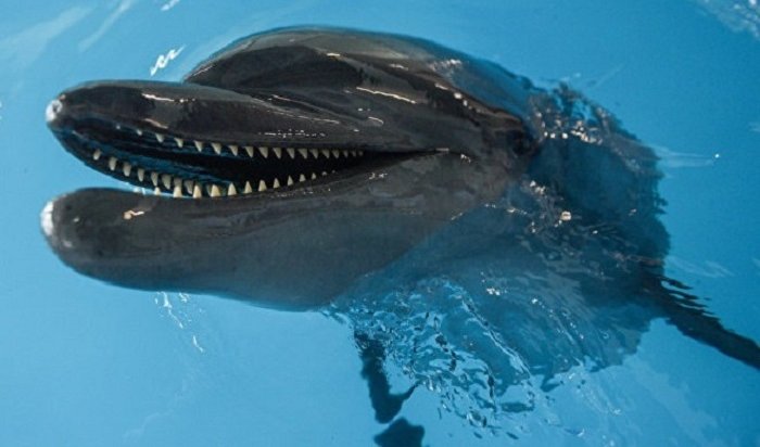 В Киеве заявили, что украинские боевые дельфины не сдались России в Крыму и погибли