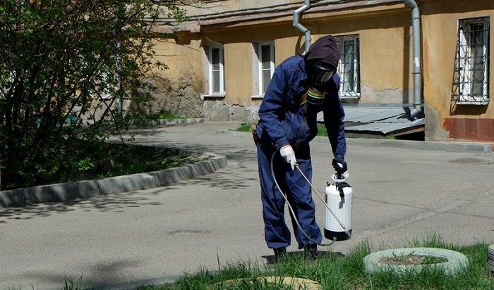 В Иркутске в тушке мертвого голубя обнаружили возбудителя болезни, опасной для человека