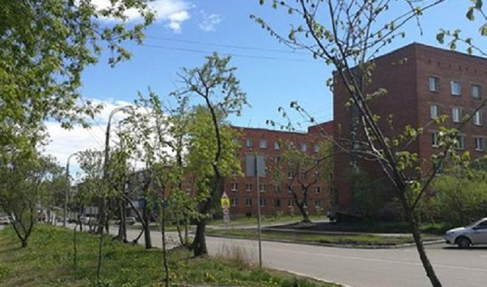 Новые деревья высадят на центральных улицах в Иркутске