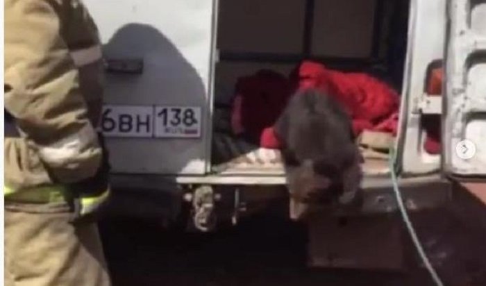Сотрудники МЧС спасли медвежонка в Усть-Куте (Видео)