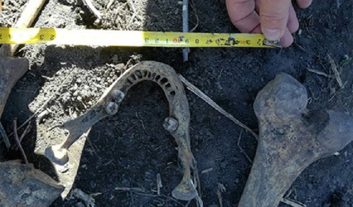 Житель Омской области вскапывал огород и нашел скелет бывшего мужа жены