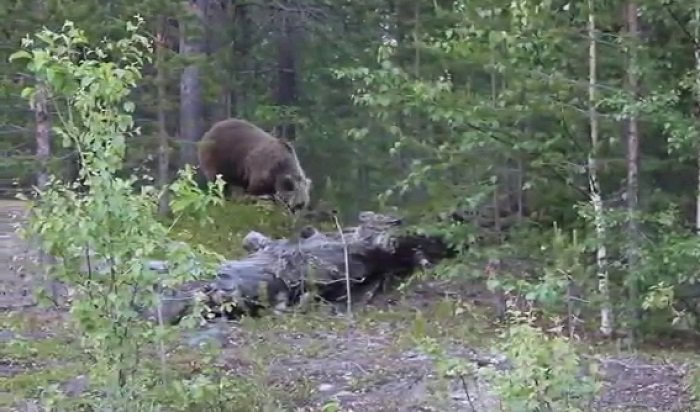 Медведь гулял напротив районной больницы в Усть-Куте (Видео)