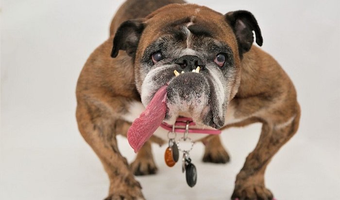 В США завершился конкурс собачьей антикрасоты