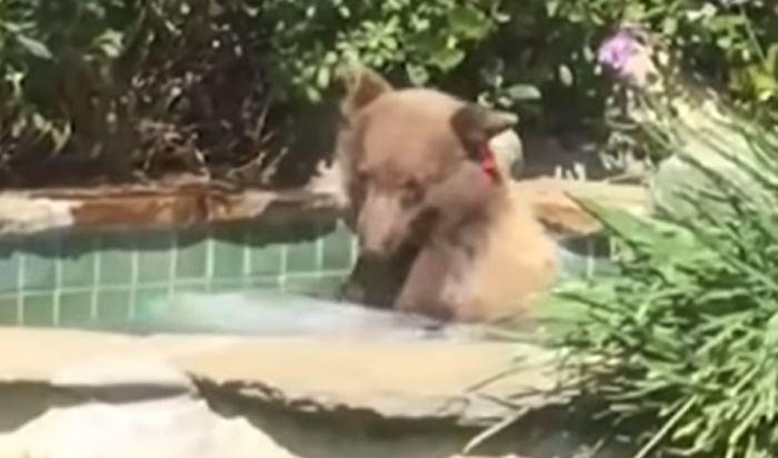 Медведь залез во двор к жителю Калифорнии, выпил его коктейль и расслабился в джакузи (Видео)