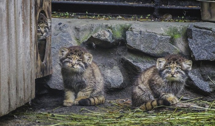 Посетители новосибирского зоопарка любуются котятами сибирского манула