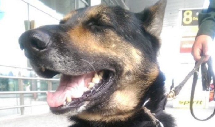 В Колумбии наркомафия предложила крупное вознаграждение за жизнь полицейского пса