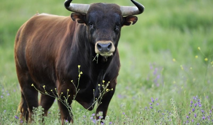 В Усть-Кутском районе женщина-пастух погибла под копытами стада коров