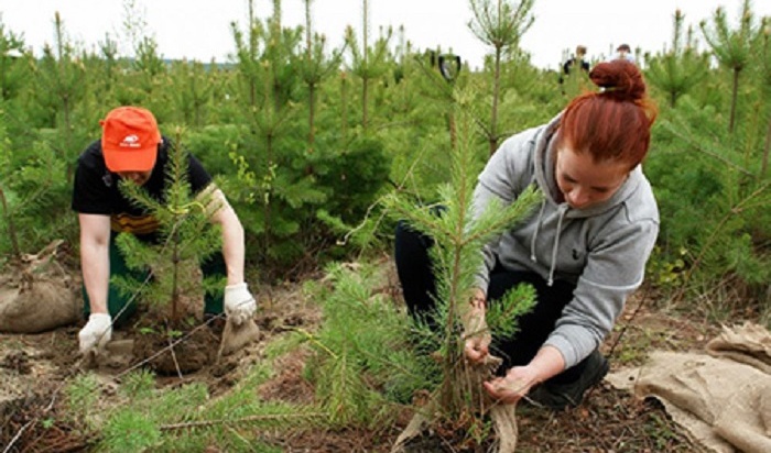 Более 300 деревьев высадят в Иркутске завтра