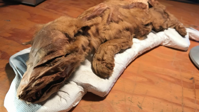 Канадские шахтеры обнаружили мумии животных ледникового периода (Видео)