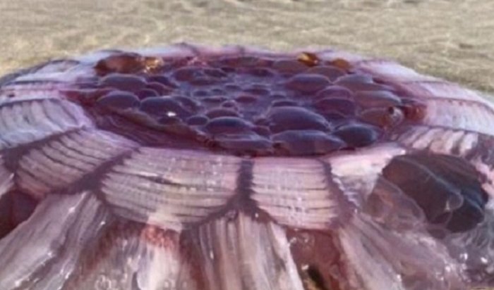 На пляже в Новой Зеландии обнаружили гигантское пульсирующее существо (Видео)