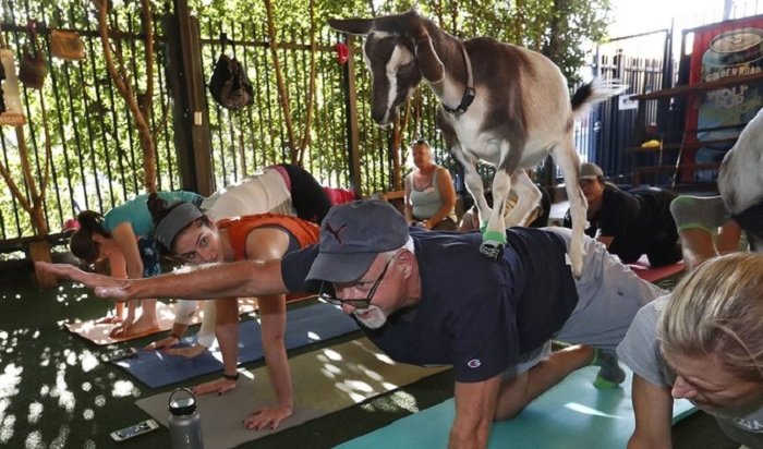 В Калифорнии практикуют йогу с козлами