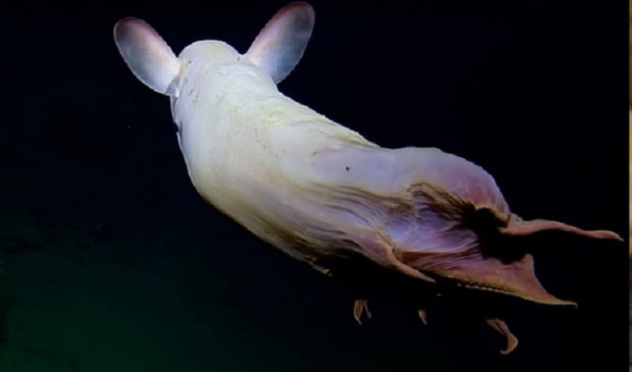 На побережье США обнаружили ушастого осьминога, похожего на диснеевского слоненка Дамбо (Видео)