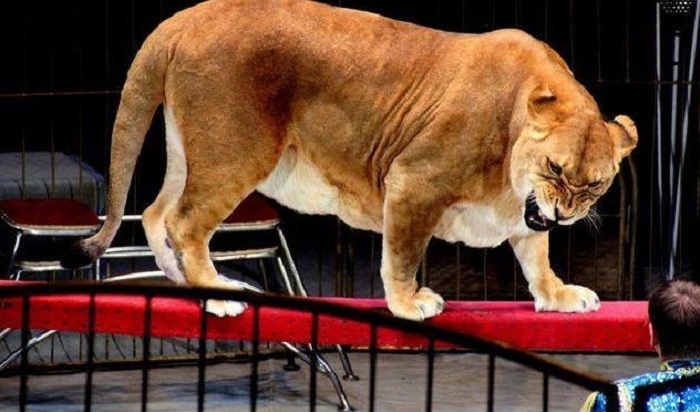 Девочка, на которую в цирке на Кубани напала львица, остается в коме (Видео)