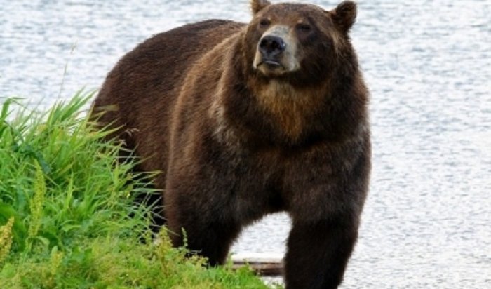 На Камчатке погиб 15-летний школьник, защищая от медведя младшего брата