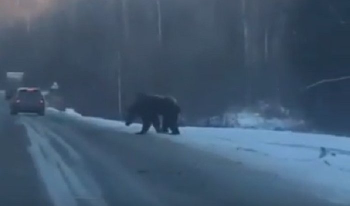 Медведь вышел на федеральную трассу под Слюдянкой (Видео)