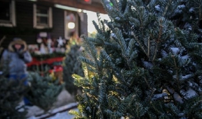 В Иркутске начнут работать елочные базары с 15 декабря
