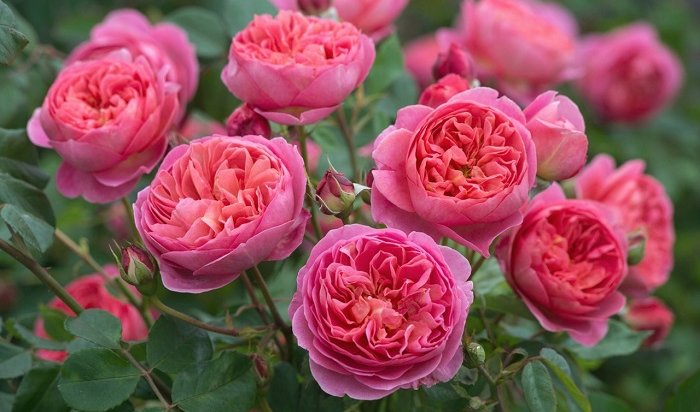 В Иркутск привезут английские розы уникальной селекции перед Новым годом