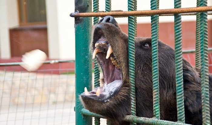 В Ачинске медведь откусил руку женщине, пытавшейся его покормить