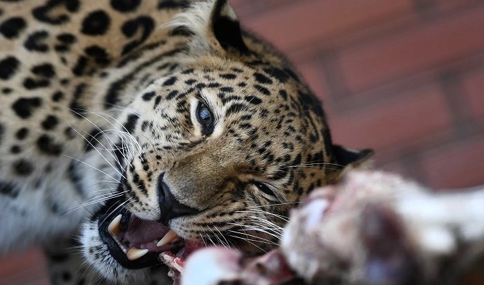 В Омске леопард напал на работника цирка