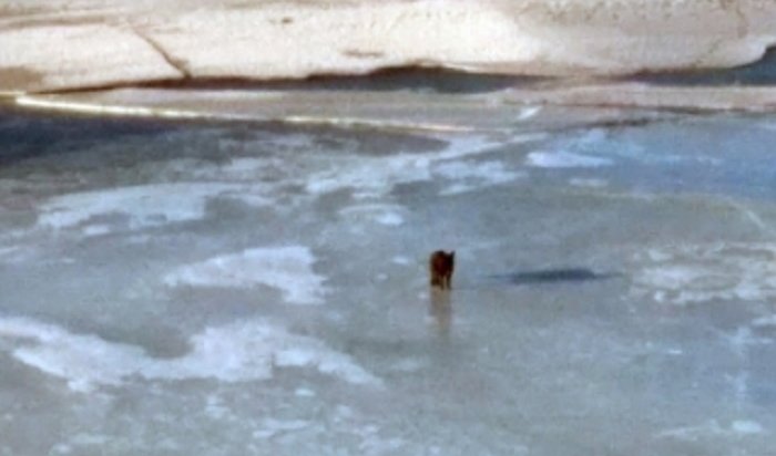 Черная дворняга устроила заплыв на льдинах по Ангаре