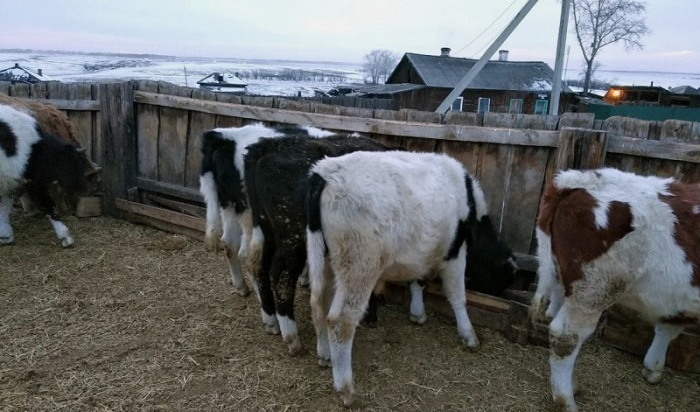 Пять жителей Черемхово задержали по подозрению в краже стада из 32 коров (Видео)