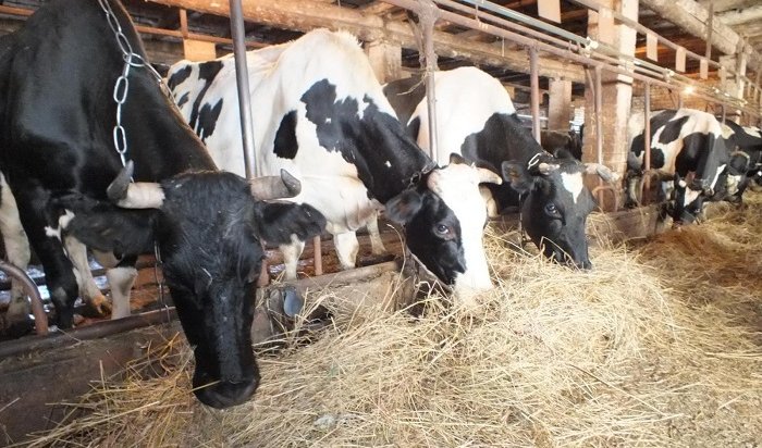 На ферме Иркутского масложиркомбината забьют 1360 коров из-за туберкулеза