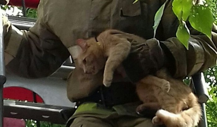 Усольские пожарные спасли кота, просидевшего на дереве 8 дней