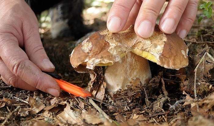 Минсельхоз предложил регулировать сбор грибов и ягод в лесу