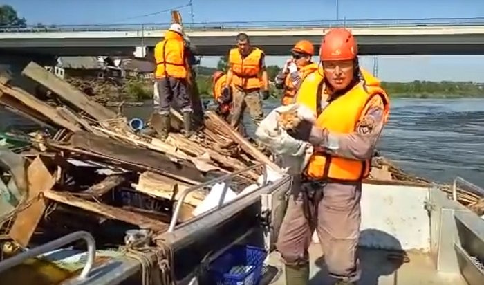 Сотрудники МЧС спасают четвероногих обитателей затопленного Тулуна (Видео)